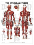 The Muscular System Anatomical Chart